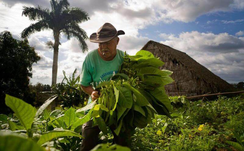 Private guided tours Viñales