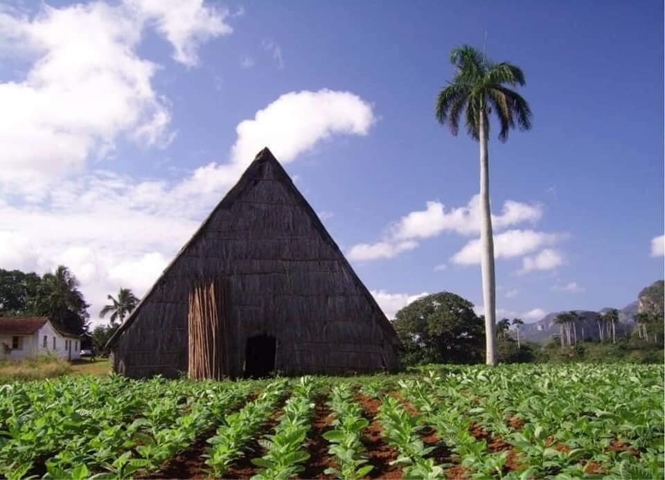 Casas de Tabaco Vinales